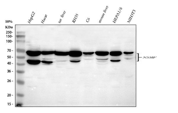 Anti-NELF/NSMF Antibody