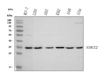 Anti-NSMCE2 Antibody