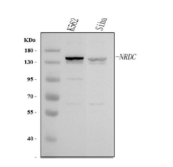 Anti-NRD1/NRDC Antibody