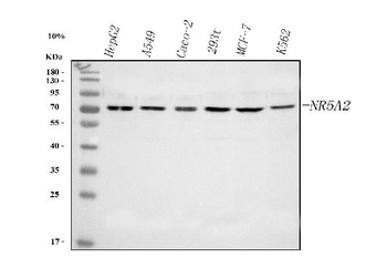 Anti-NR5A2 Antibody