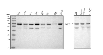 Anti-NR2C2 Antibody