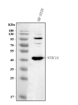 Anti-NT5C1A Antibody