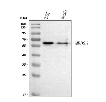 Anti-MED26 Antibody