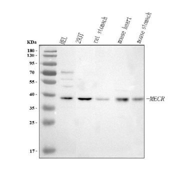 Anti-MECR Antibody