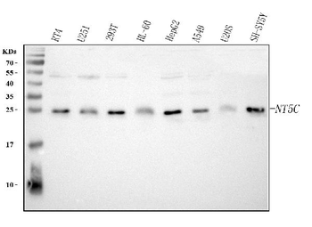 Anti-NT5C Antibody