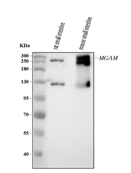 Anti-MGAM Antibody