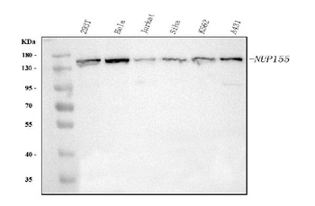 Anti-NUP155 Antibody
