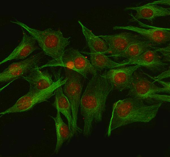Anti-NUP133 Antibody