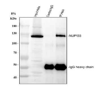Anti-NUP133 Antibody