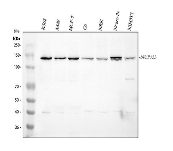 Anti-NUP133 Antibody