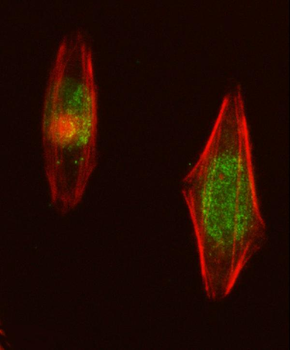 Anti-NUP107 Antibody