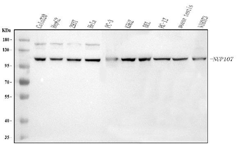 Anti-NUP107 Antibody