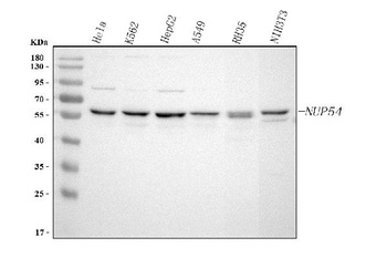 Anti-NUP54 Antibody