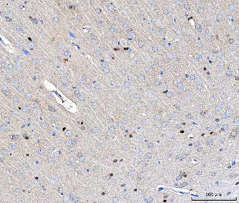 Anti-NUP54 Antibody