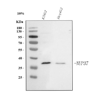 Anti-NUP37 Antibody