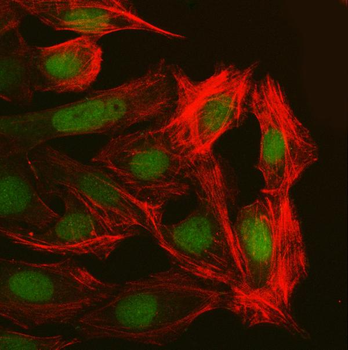 Anti-NUP37 Antibody