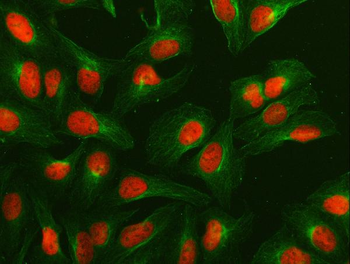 Anti-NUMA/NUMA1 Antibody