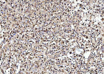 Anti-NUMA/NUMA1 Antibody