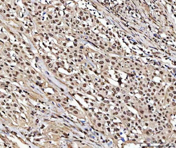 Anti-NUMA/NUMA1 Antibody