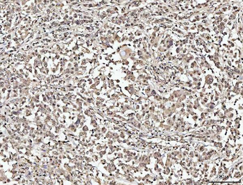 Anti-NUMA/NUMA1 Antibody