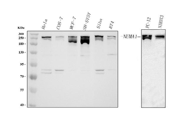 Anti-NUMA/NUMA1 Antibody