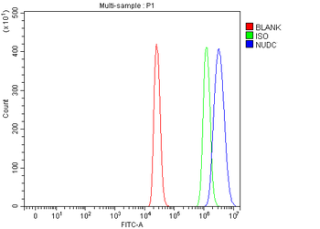 NUDC Antibody