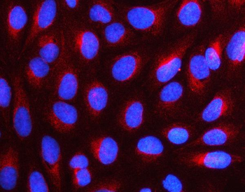 NUDC Antibody