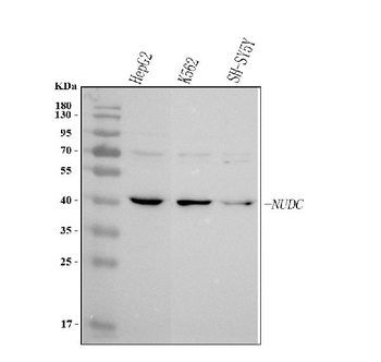 NUDC Antibody
