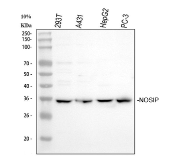Anti-NOSIP Antibody