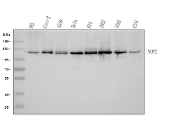 Anti-NOP2 Antibody