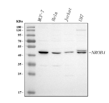 Anti-DAX-1/NR0B1 Antibody