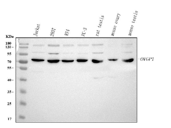 Anti-OVGP1 Antibody