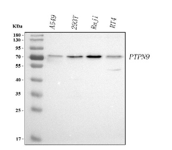 Anti-PTPN9 Antibody