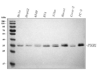 Anti-PTGR1 Antibody