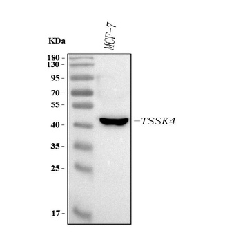 Anti-TSSK4 Antibody
