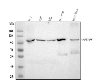 Anti-NPEPPS Antibody