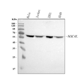 Anti-NOC4L Antibody