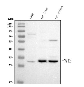 Anti-NIT2 Antibody