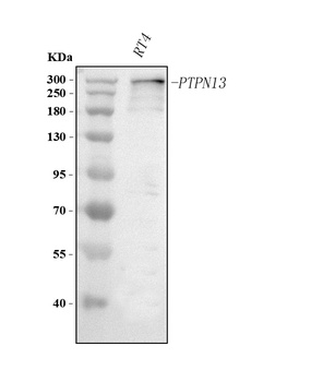 Anti-PTPN13 Antibody