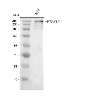 Anti-PTPN13 Antibody