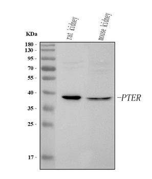 PTER Rabbit Polyclonal Antibody