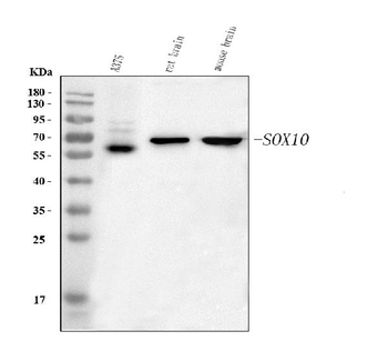 Anti-SOX10 Antibody
