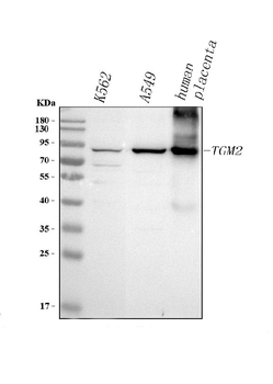 TGM2 Antibody