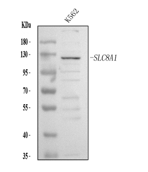 Anti-NCX1/SLC8A1 Antibody