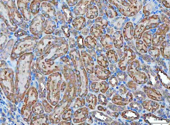 Klk7 Antibody