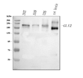 Anti-GLI2 Antibody