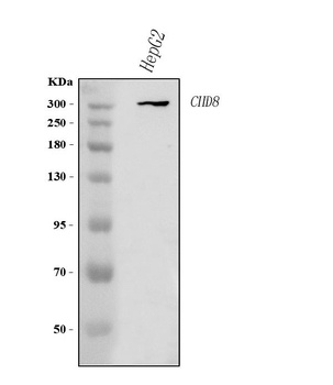 Anti-CHD8 Antibody