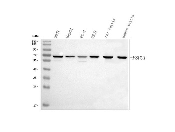 Anti-PSPC1 Antibody