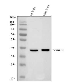 Anti-SynDIG4/PRRT1 Antibody