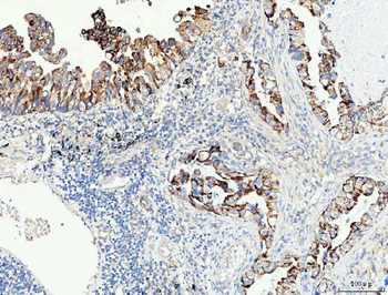 Anti-PRODH Antibody